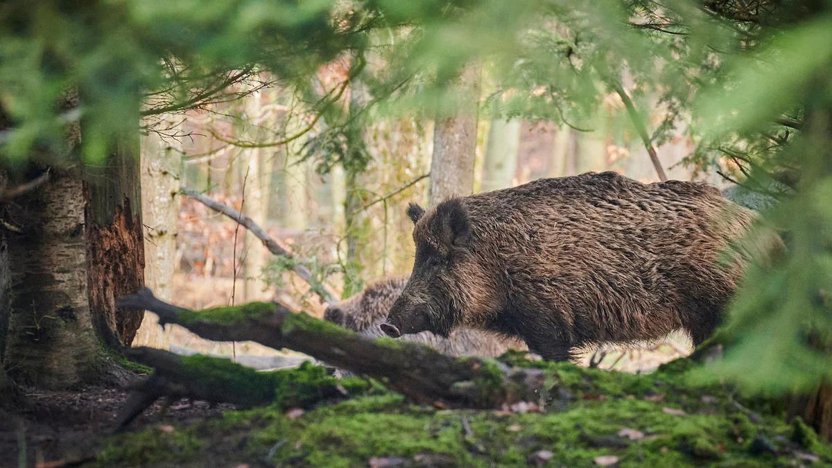 Urzędnicy w gminy Łoniów wystosowali apel do mieszkańców. Chodzi o lasy - Zdjęcie główne