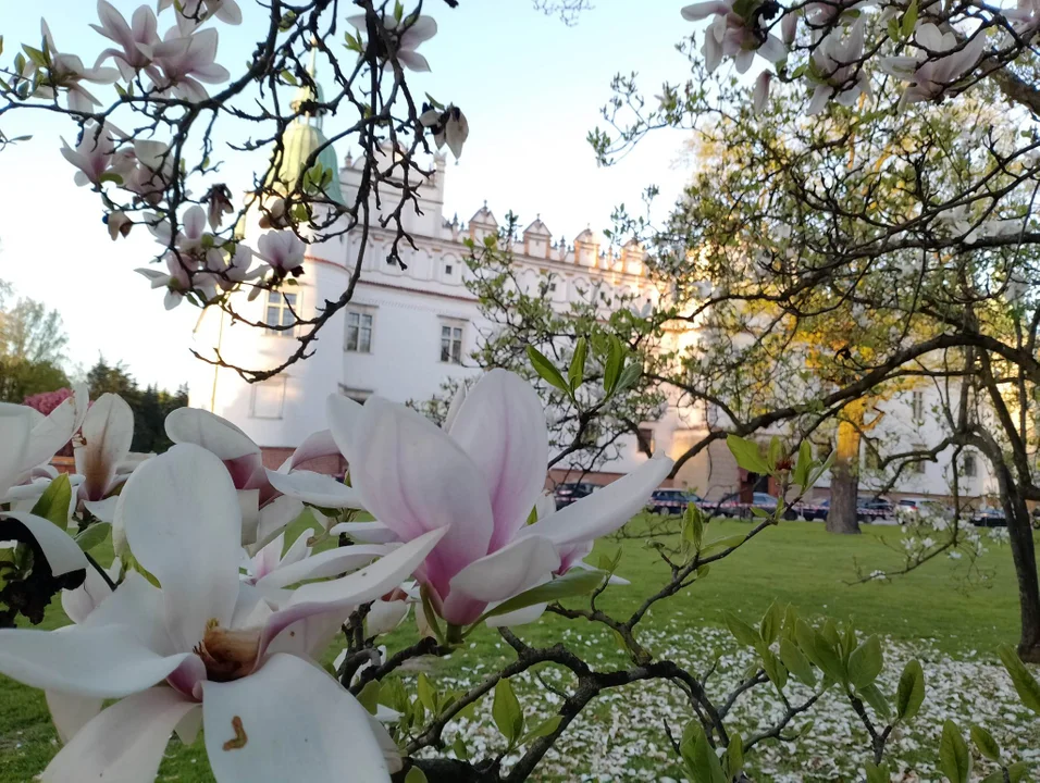 Magnolia w Baranowie Sandomierskim nadal zachwyca turystów i artystów! [ZDJĘCIA] - Zdjęcie główne