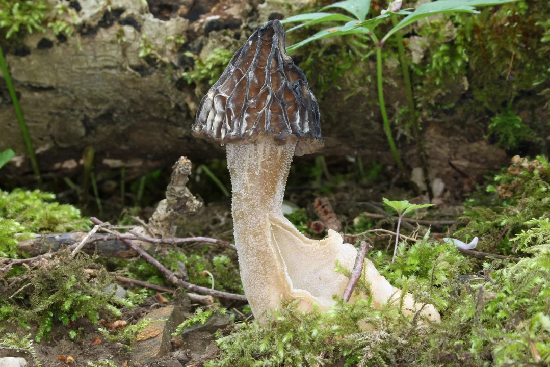 Smardz półwolny, mitrówka półwolna (Morchella semilibera) - jadalny.