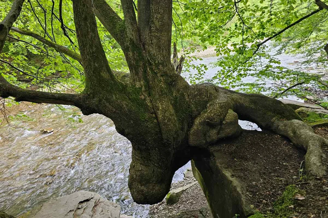 Rezerwat Sine Wiry i Łoś z Zawoju