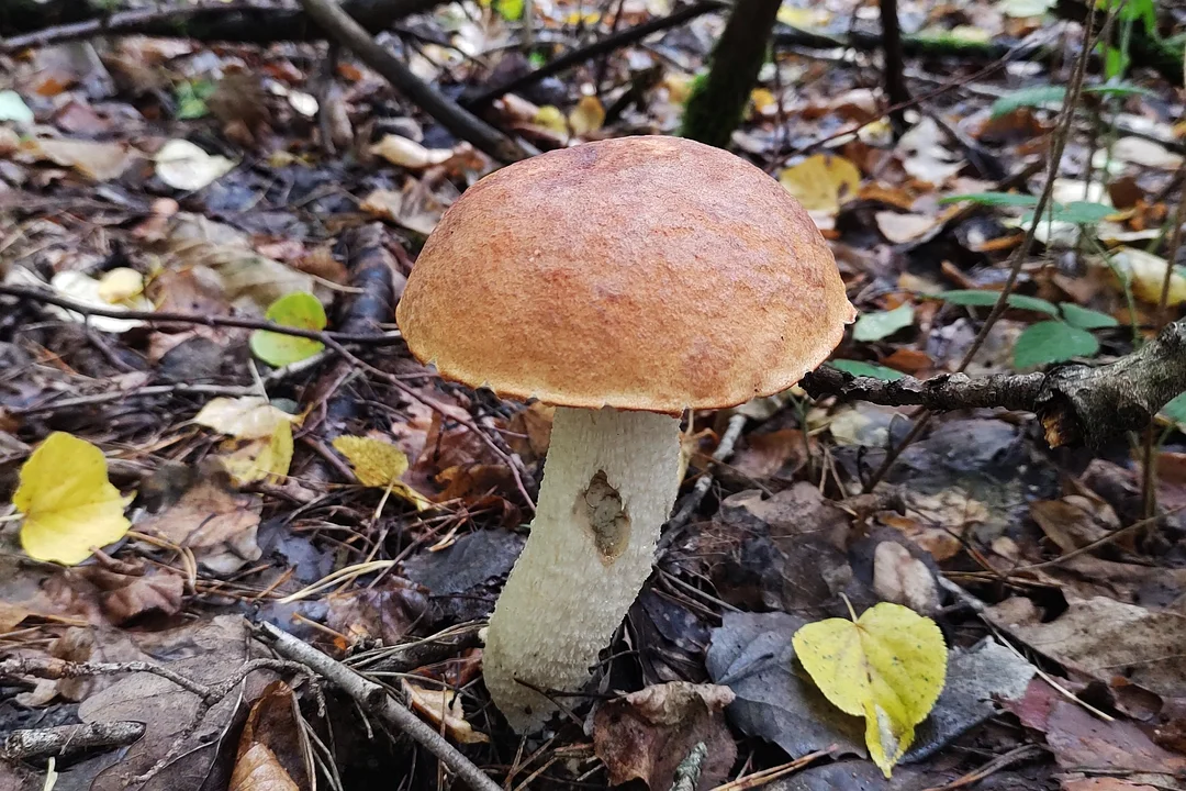 Grzyby w podkarpackich lasach. Gdzie je znajdziecie?