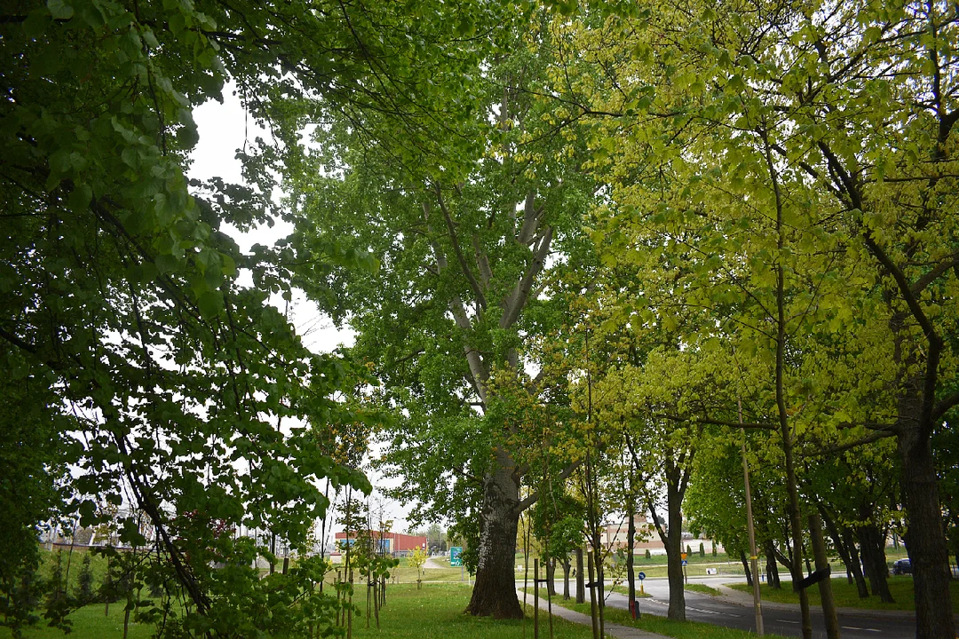 Szlak drzew pomnikowych w Rzeszowie