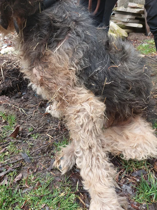 Skrajne draństwo człowieka doprowadziło do śmierci piesków