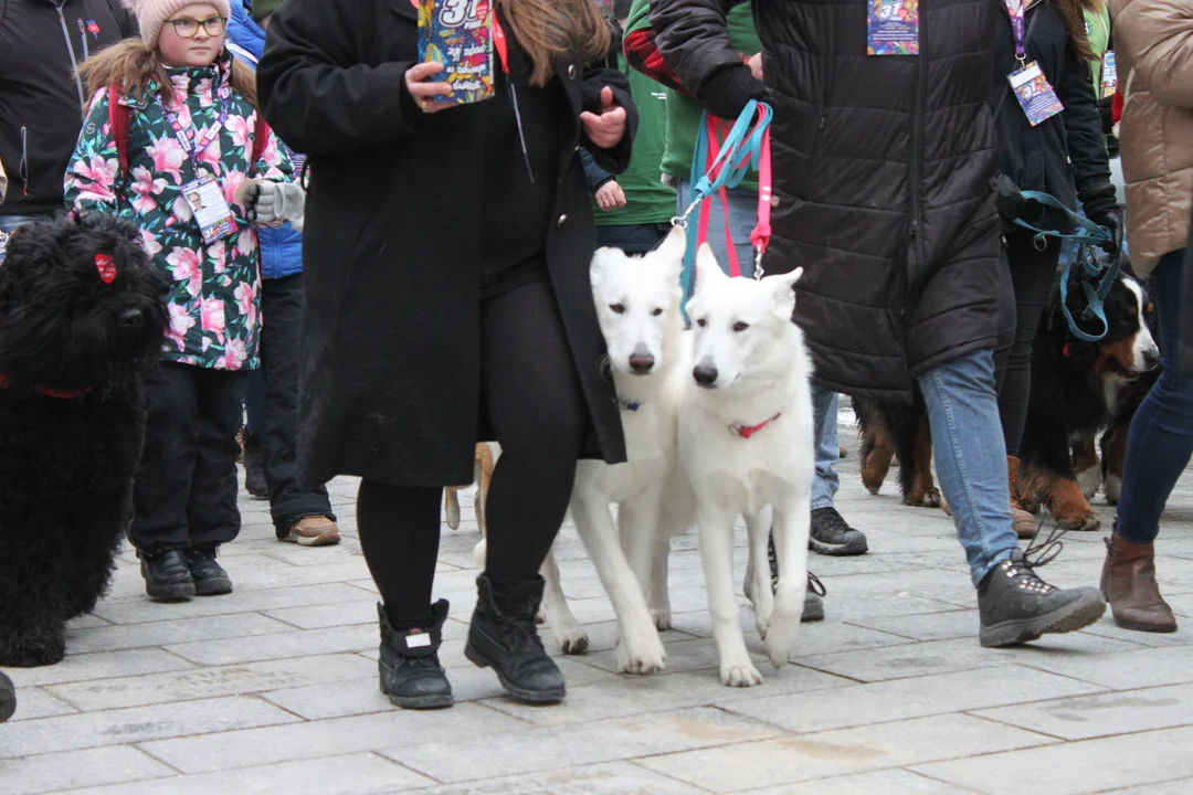 WOŚP 2023: Barwny korowód wolontariuszy, morsów, rowerzystów i pięknych psów rasowych