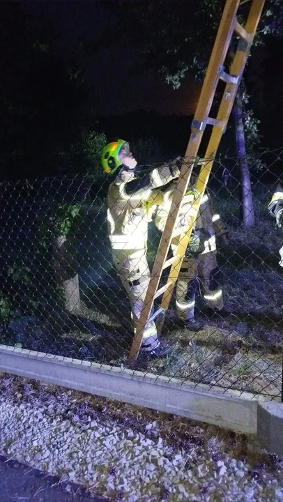 Ptak wypadł z gniazda pod Rzeszowem