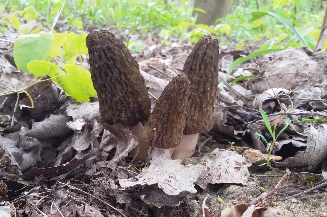 Smardz stożkowaty (Morchella conica) - jadalny.