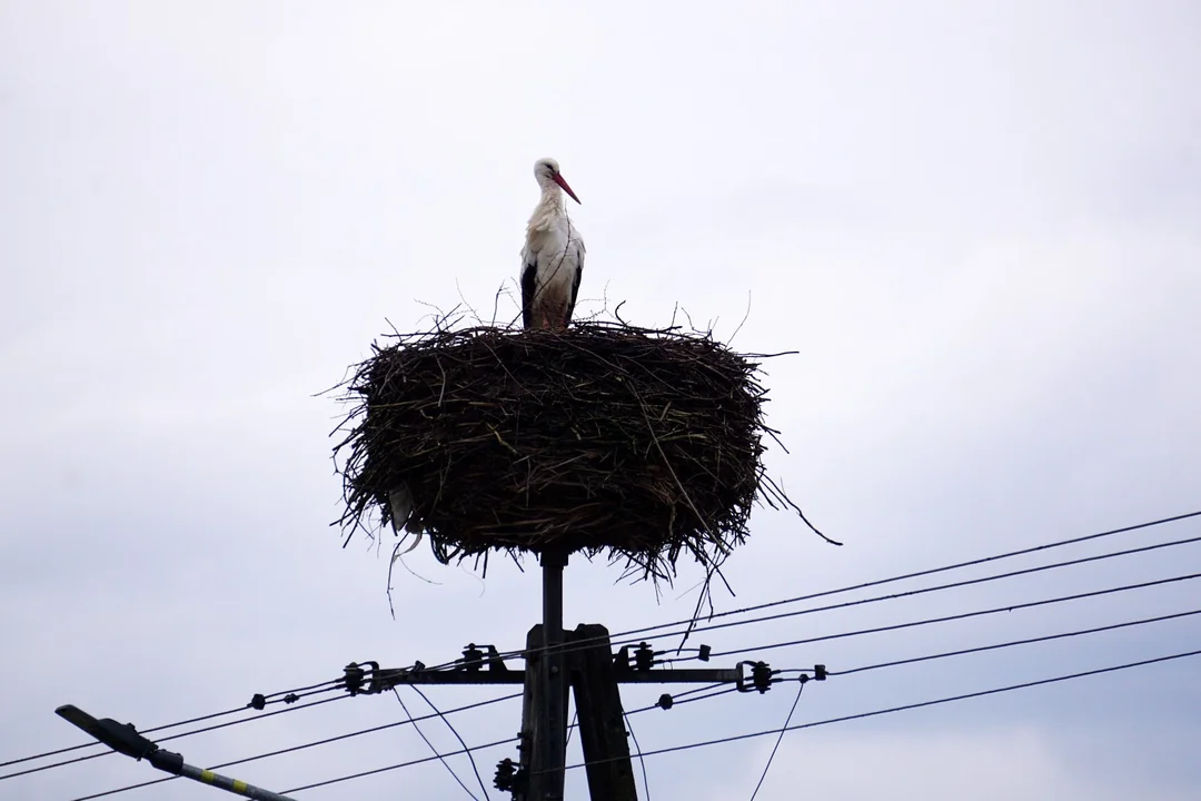 Bociany pojawiają się w Bieszczadach