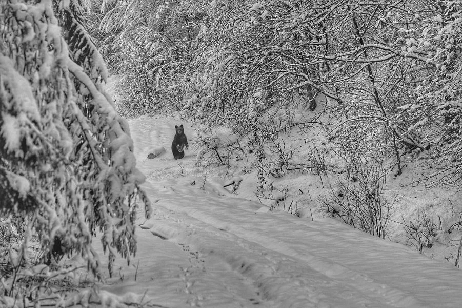 Niedźwiedzie w Bieszczadach nie udały się na zimowy sen. Spotkanie ze zwierzętami w pobliżu Lutowisk [ZDJĘCIA] - Zdjęcie główne