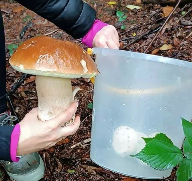 Zdjęcia naszych czytelników. Swoje okazy znaleźli w podkarpackich lasach