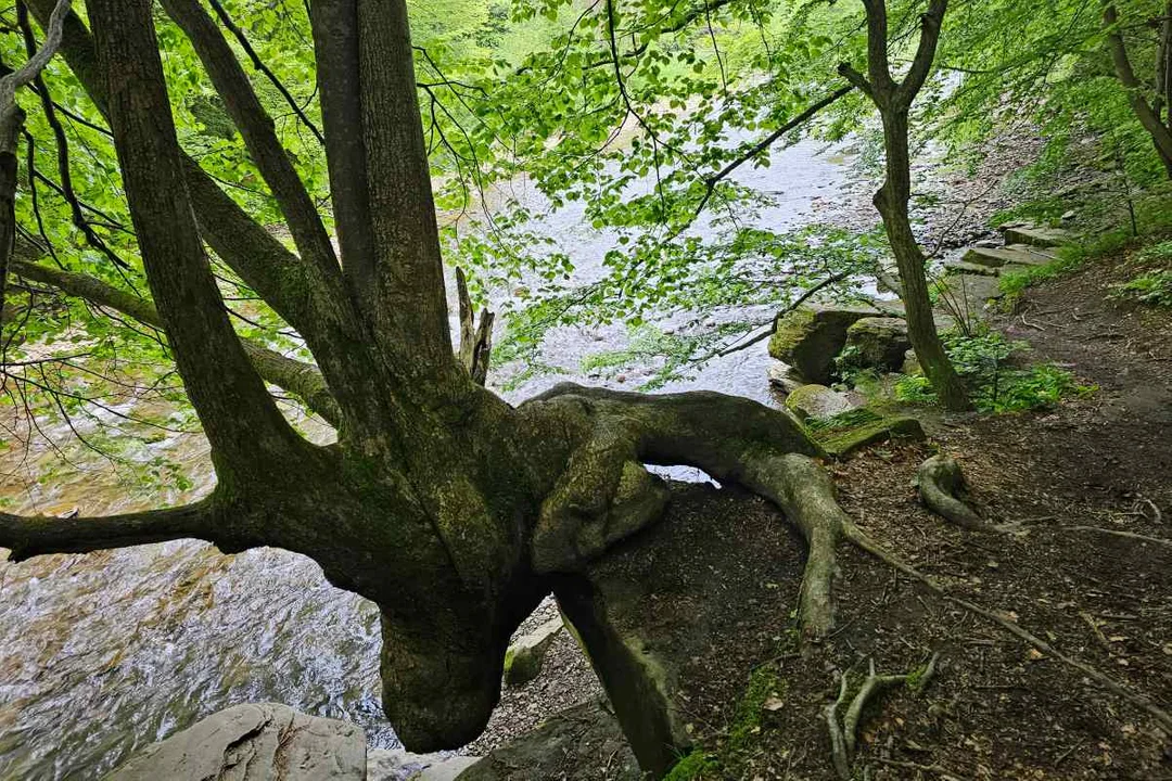 Rezerwat Sine Wiry i Łoś z Zawoju