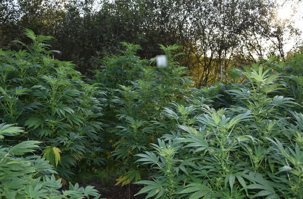 Wielka plantacja marihuany pod Jarosławiem zlikwidowana