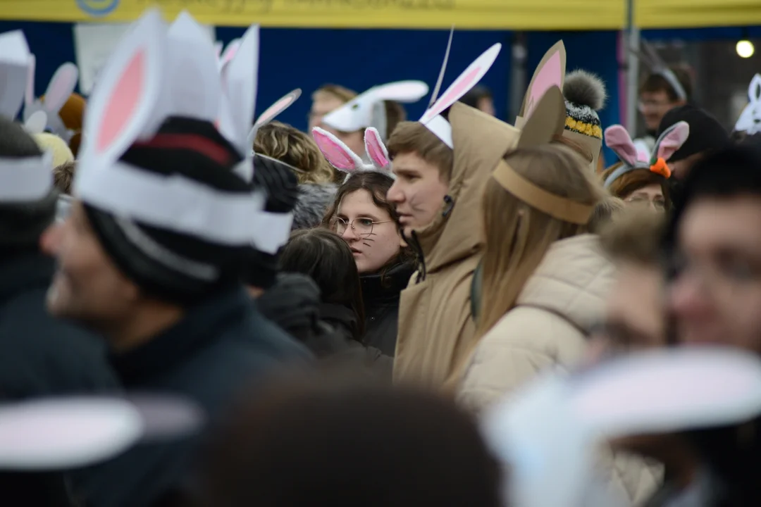 Rekord Polski dla Bartoszka Jędrasika chorego na SMA. W Tarnobrzegu zgromadziło się ponad 500 osób przebranych za króliki