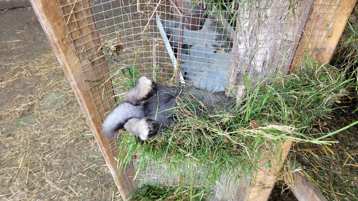 UWAGA! Niedźwiedź przemieszcza się obok Orlego Kamienia! Dzisiaj rano zagryzł króliki na ogrodzonej posesji w Wujskiem! [ZDJĘCIA] - Zdjęcie główne