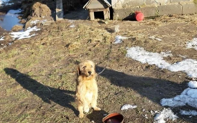 Fundacja Animals z Mielca interweniowała w sprawie psów w Cmolasie. Jest wniosek do kolbuszowskiej prokuratury - Zdjęcie główne