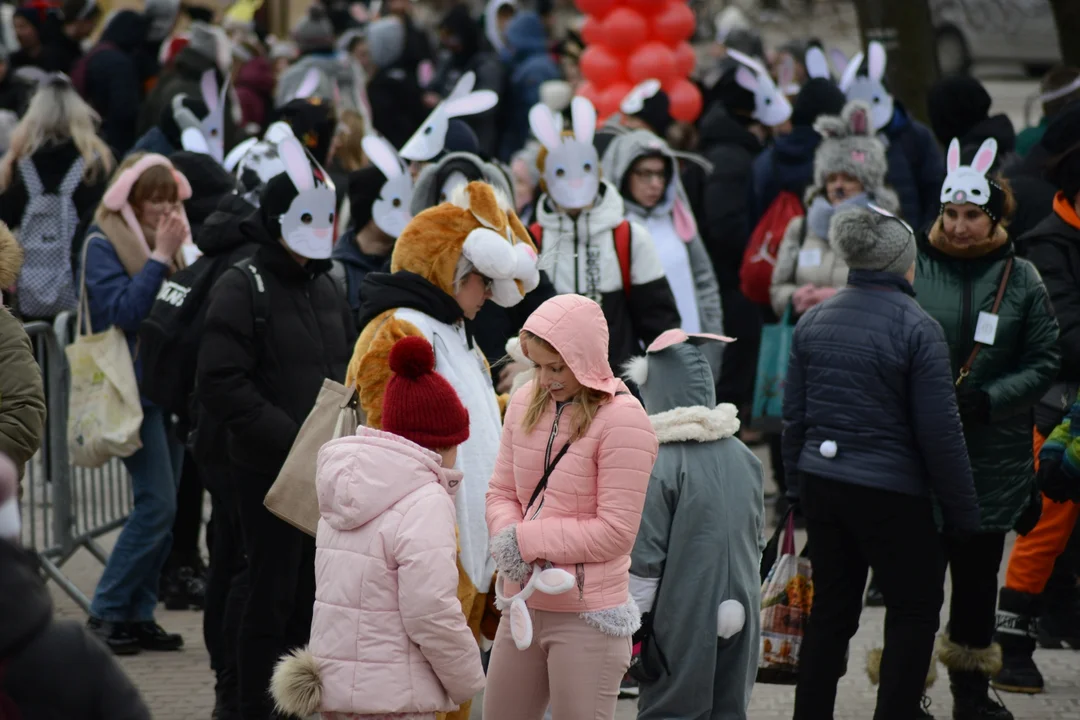 Rekord Polski dla Bartoszka Jędrasika chorego na SMA. W Tarnobrzegu zgromadziło się ponad 500 osób przebranych za króliki
