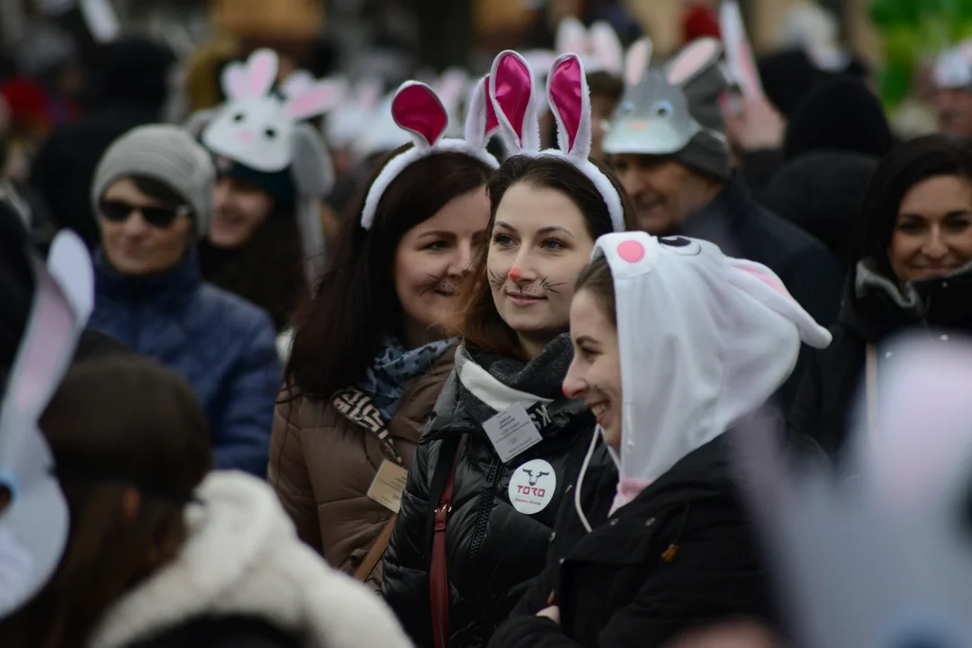 Rekord Polski dla Bartoszka Jędrasika chorego na SMA. W Tarnobrzegu zgromadziło się ponad 500 osób przebranych za króliki