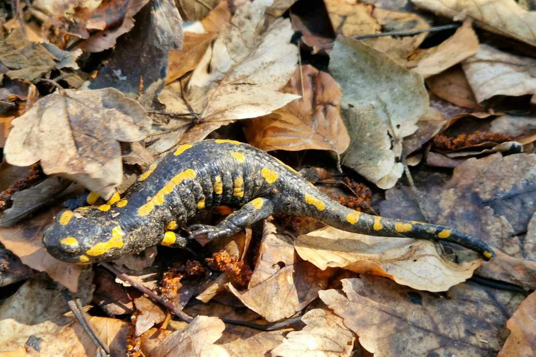 Salamandra plamista