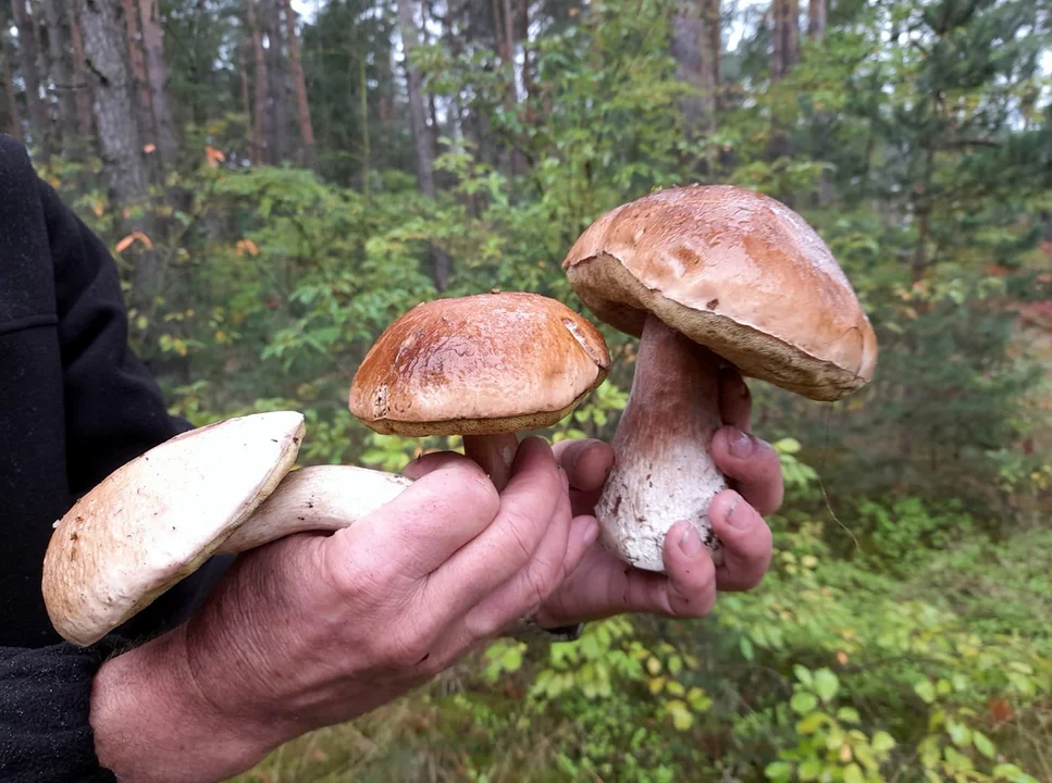 Sezon na grzyby w pełni. Mamy rekordzistę!  [ZDJĘCIA] - Zdjęcie główne