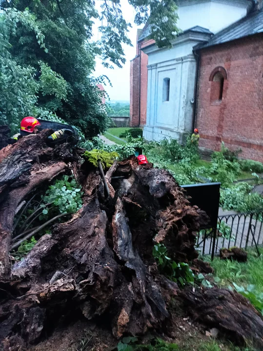 Sandomierz: Runął pomnik przyrody