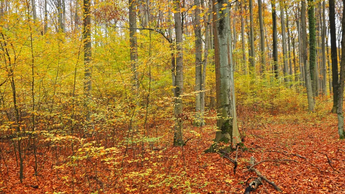 Co dzieje się w lasach powiatu mieleckiego jesienią? [ZDJĘCIA]