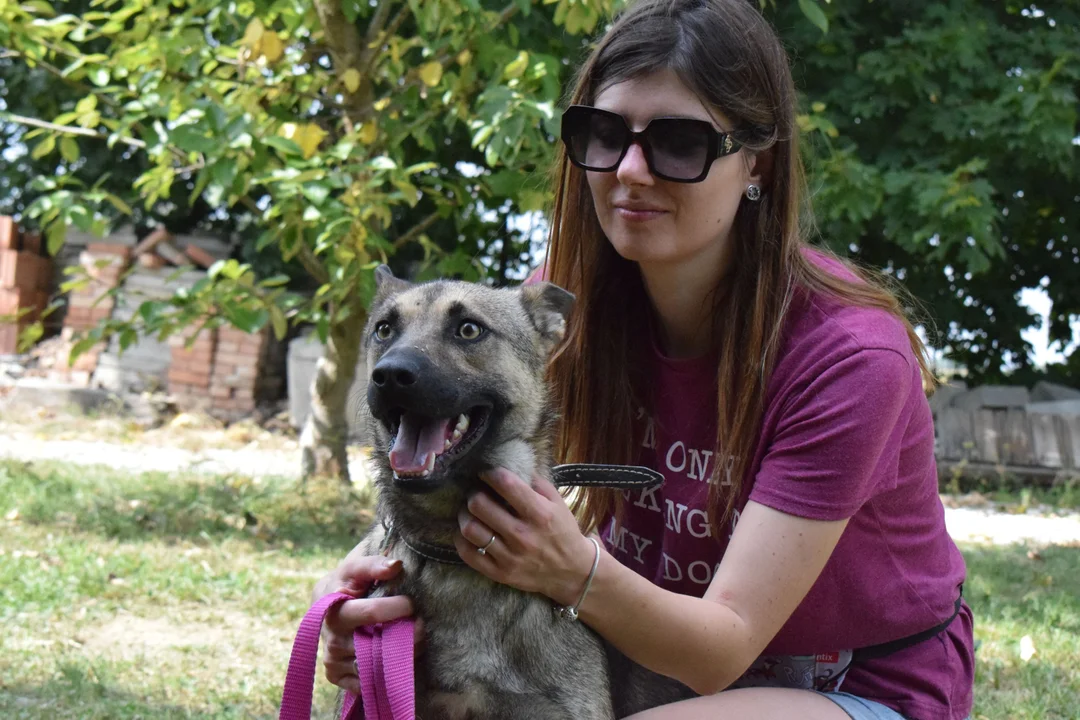 Psy do adopcji z schroniska  ,,Czekadełko" w Wadowicach Dolnych [ZDJĘCIA, VIDEO] - Zdjęcie główne