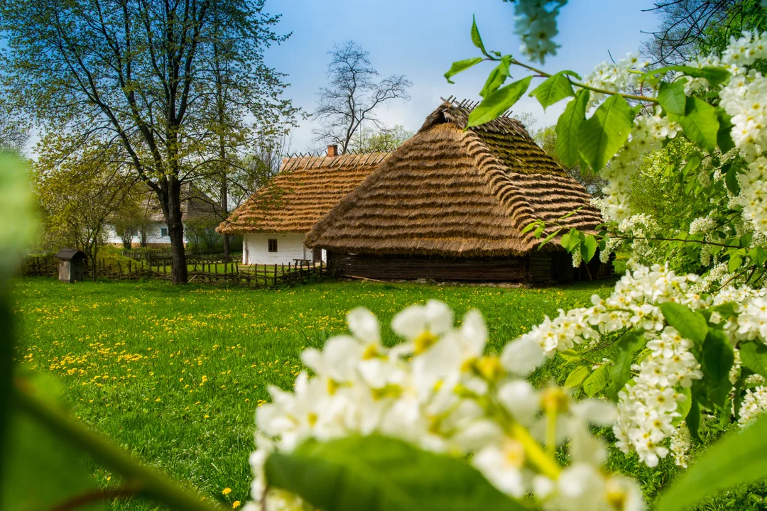 Sanocki skansen wiosną jest wyjątkowo piękny