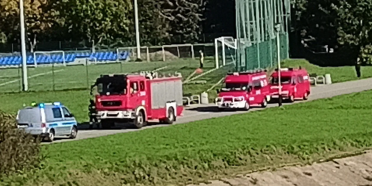 Stado dzików przy stadionie w Rzeszowie