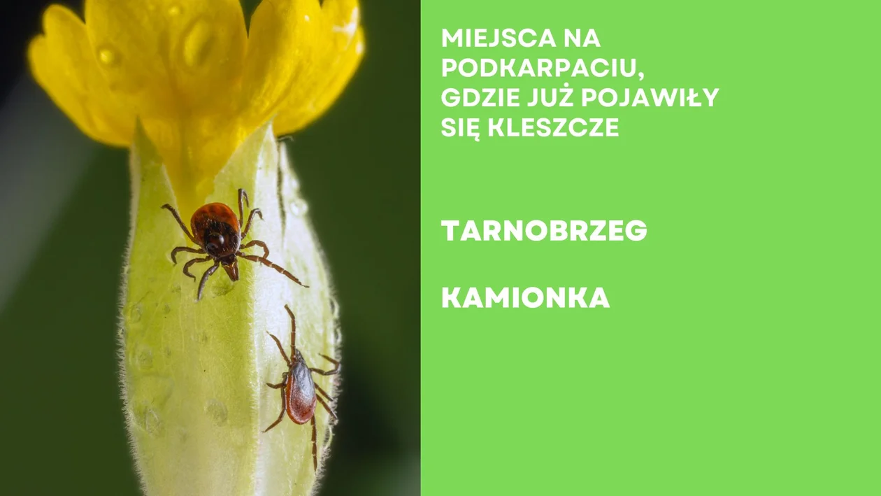 Mapa kleszczy na Podkarpaciu - gdzie już jest ich sporo