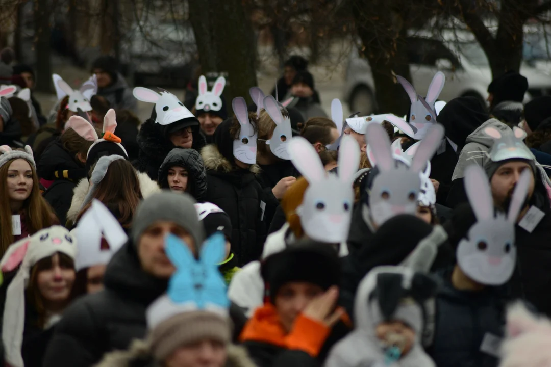 Rekord Polski dla Bartoszka Jędrasika chorego na SMA. W Tarnobrzegu zgromadziło się ponad 500 osób przebranych za króliki