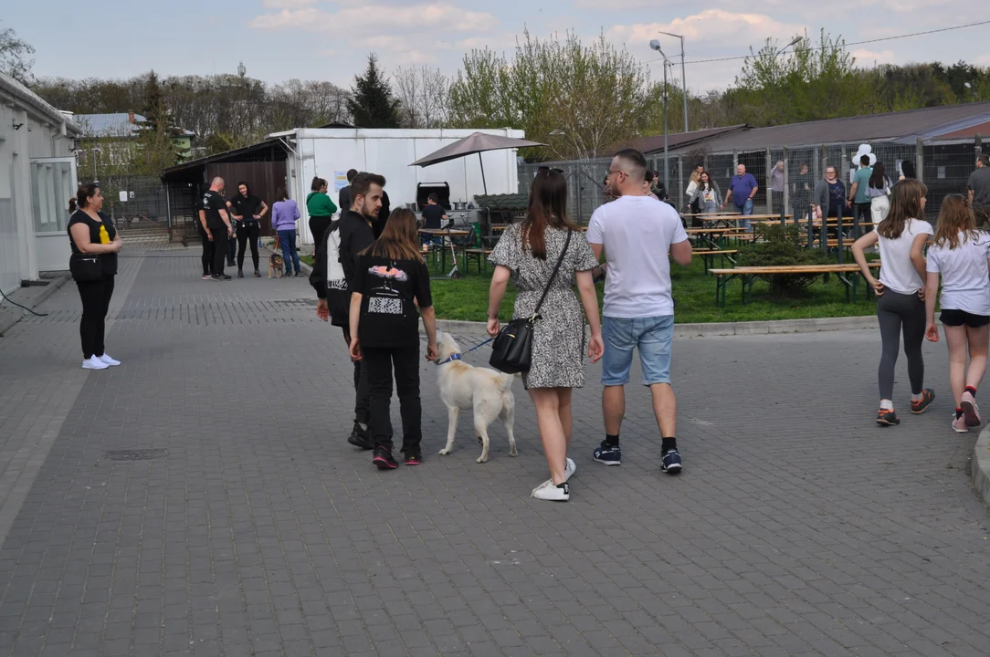 Szczęśliwy dzień dla psiaków, spacery i wyjście z klatek