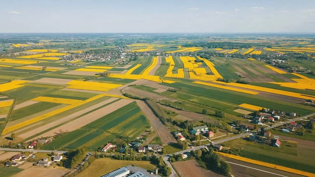 Gmina Borowa w rzepaku skąpana