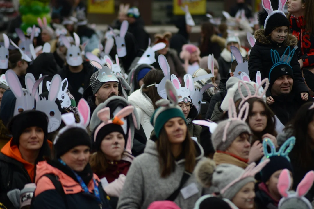 Rekord Polski dla Bartoszka Jędrasika chorego na SMA. W Tarnobrzegu zgromadziło się ponad 500 osób przebranych za króliki
