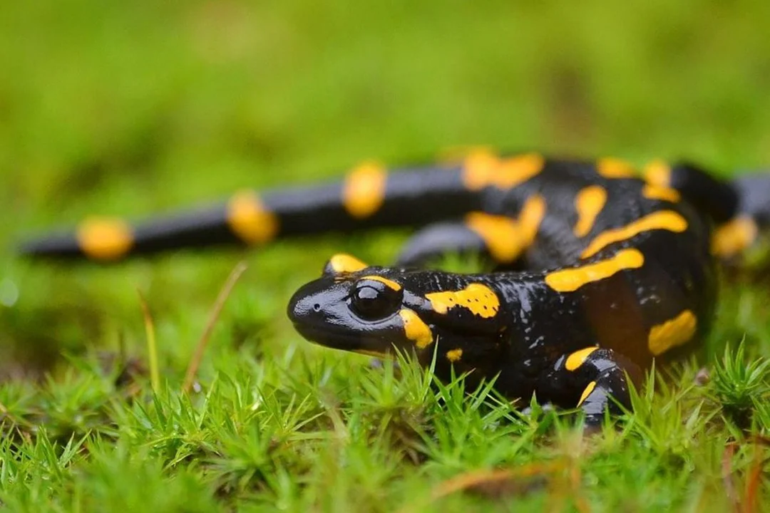 Salamandra plamista