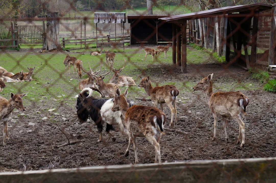 Mini zoo w Myczkowcach