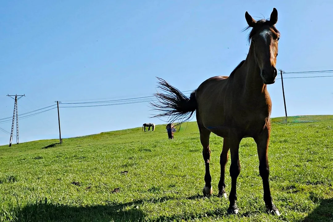 Konie w Bieszczadach