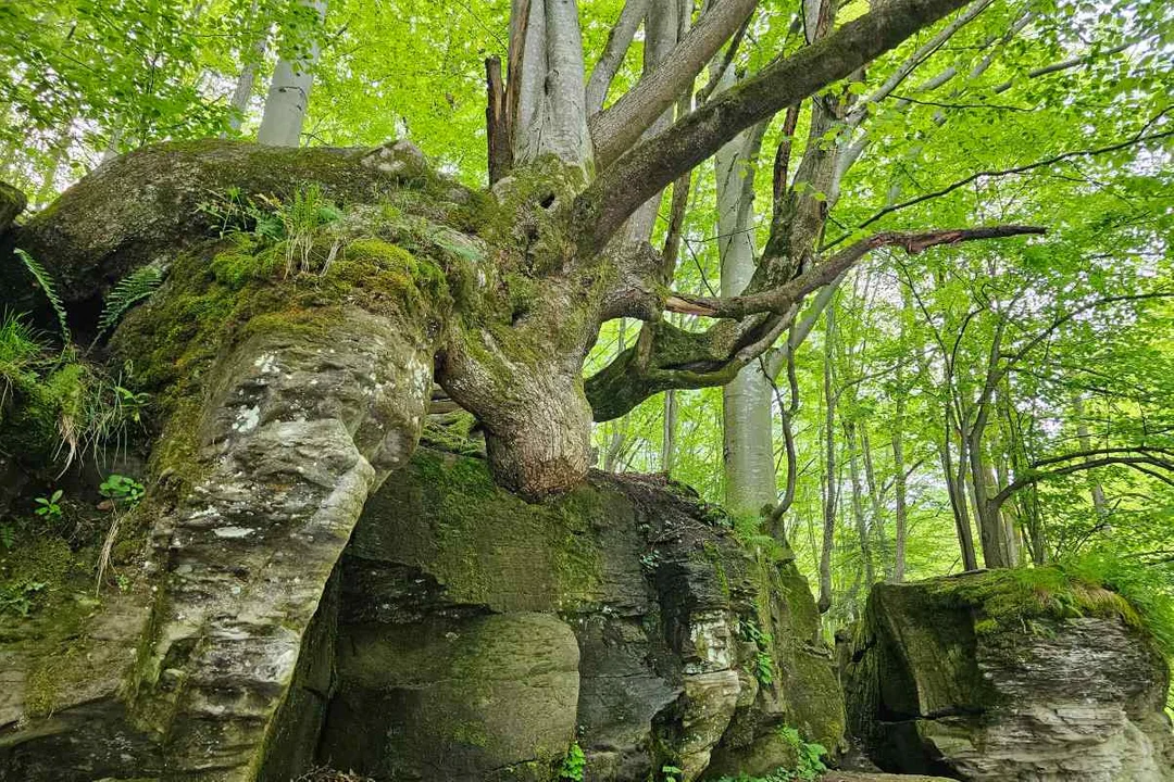 Rezerwat Sine Wiry i Łoś z Zawoju