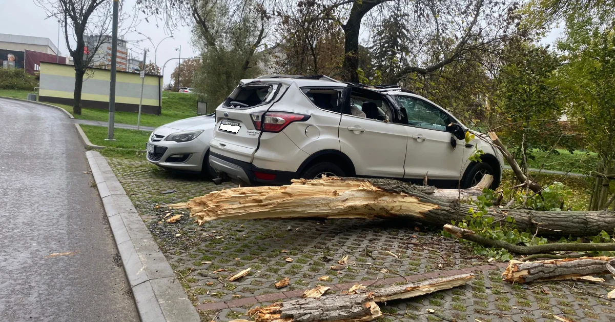 Spadające konary na rzeszowskich Olszynkach