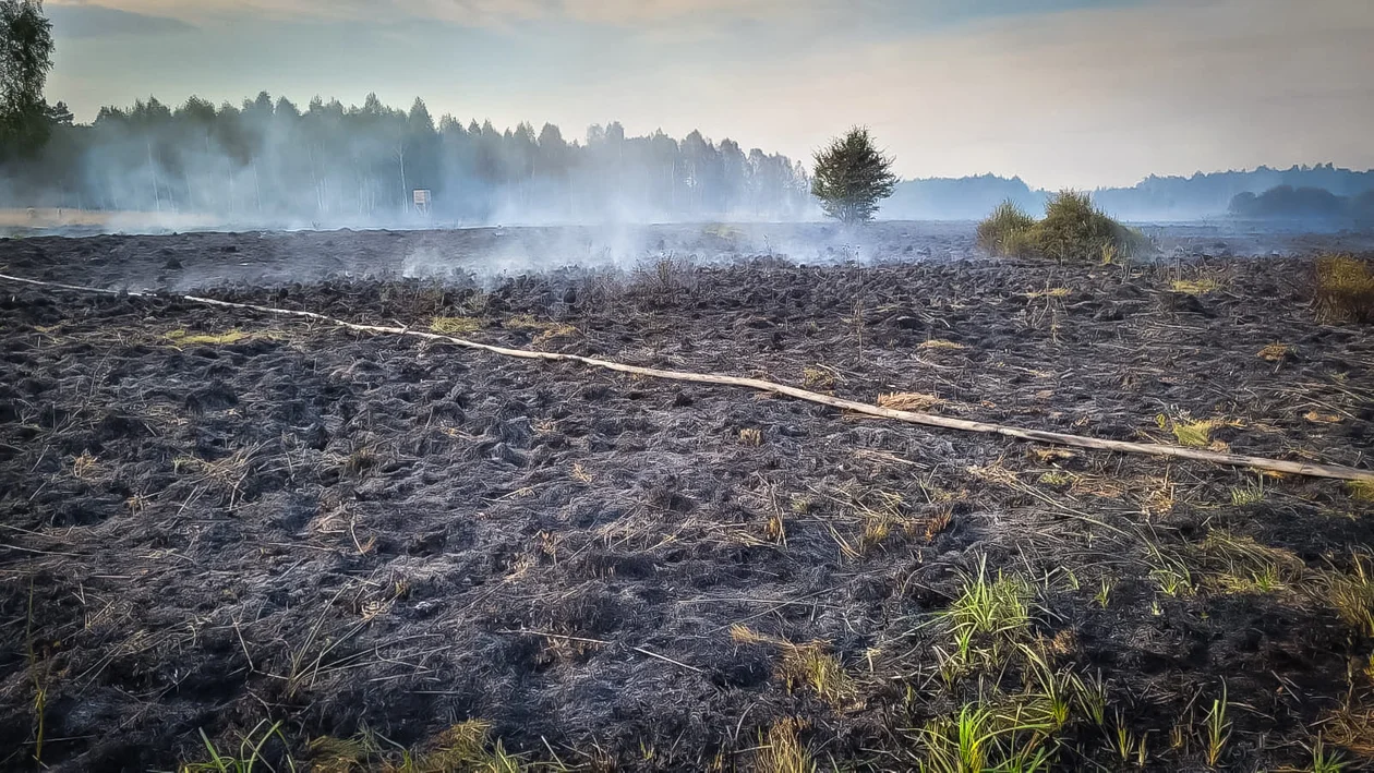 Pożar lasu i nieużytków w Rudniku nad Sanem