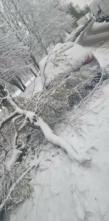Spadające konary w Rzeszowie