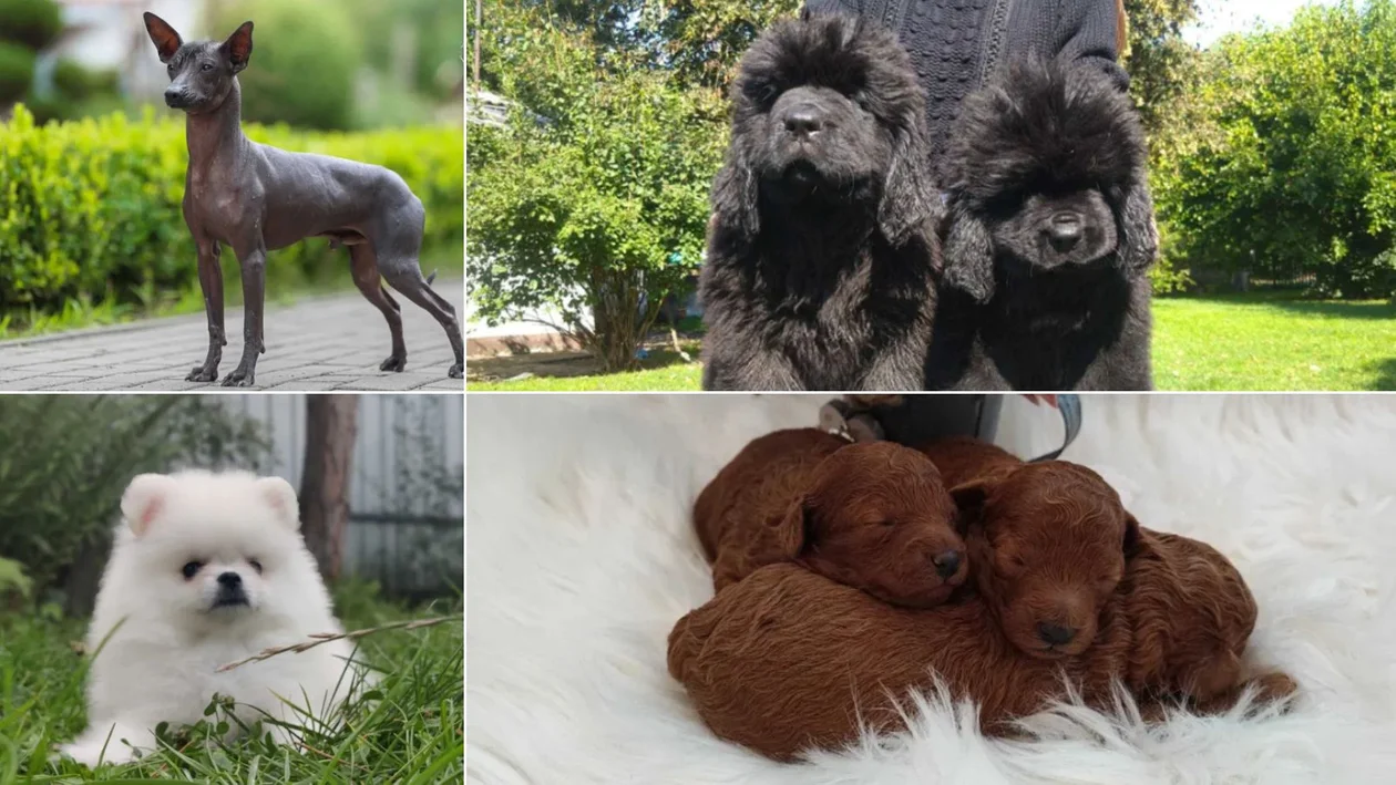 TOP 11 najdroższych psów na Podkarpaciu na sprzedaż w serwisie OLX. Niektóre czworonogi warte są nawet kilkanaście tysięcy złotych [ZDJĘCIA] - Zdjęcie główne