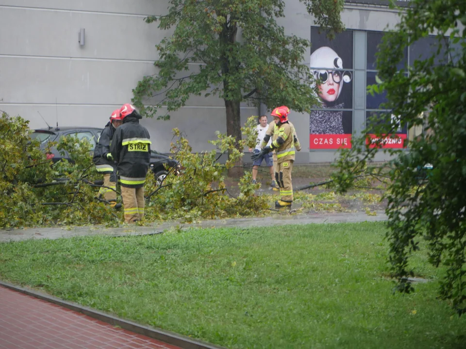 Powalone drzewa na Biernackiego. Strażacy usuwają je z drogi [ZDJĘCIA] - Zdjęcie główne