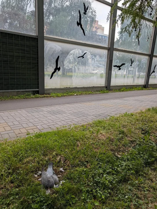 Martwe ptaki przy alei Powstańców Warszawy