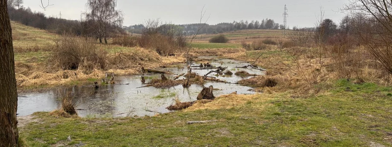 Siedlisko bobra w Rzeszowie