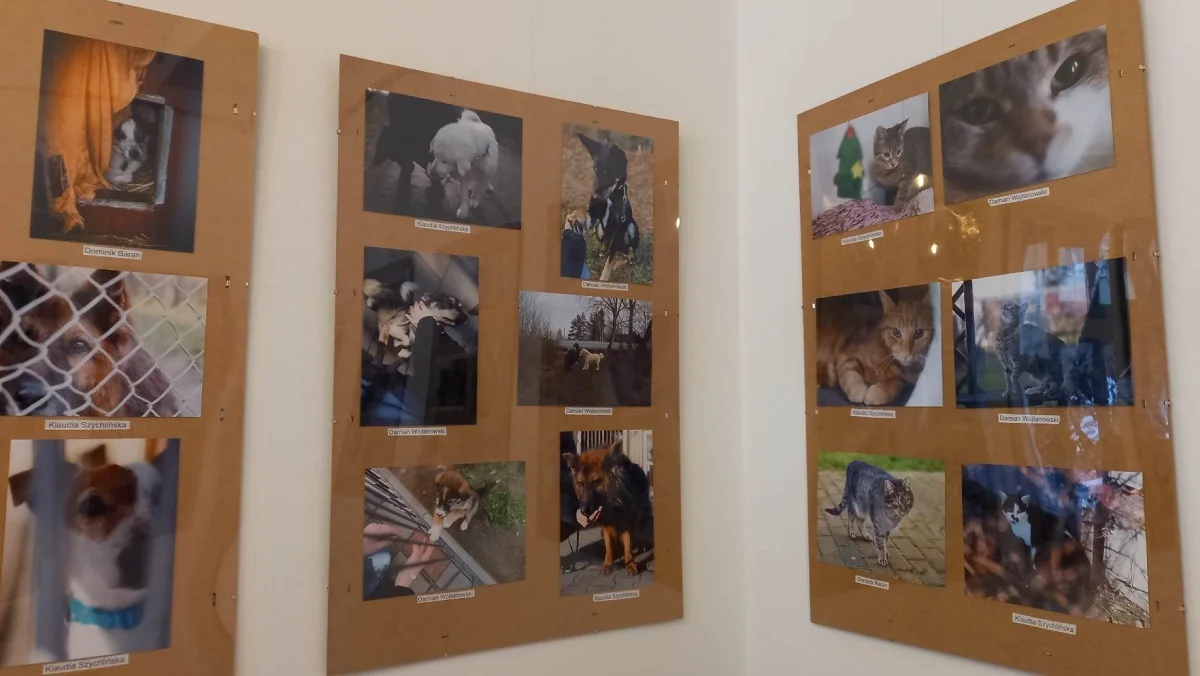 Wystawa połączona jest ze zbiórką karmy. Twórcy: Cztery osoby - cztery różne perspektywy... Cała masa psiaków i kotków wylewających się ze zdjęć! - Zdjęcie główne