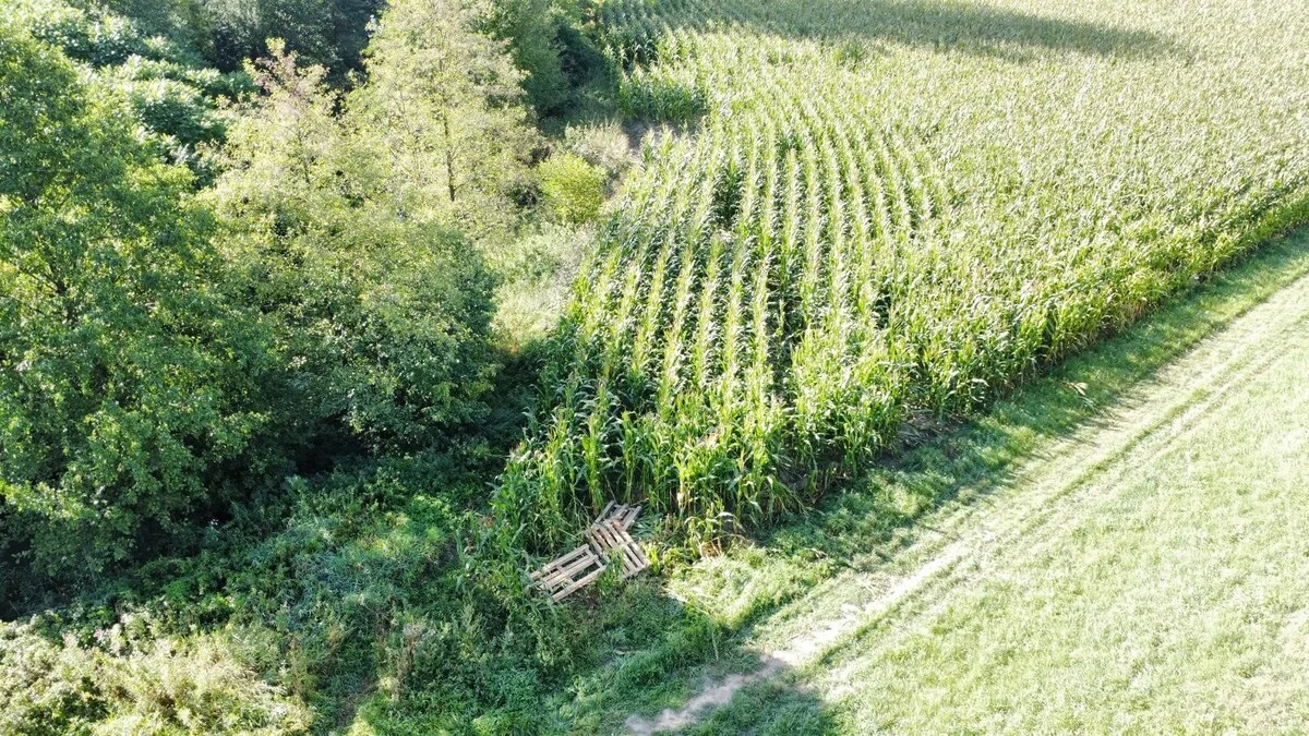 Nastolatkowie na hulajnogach zniszczyli uprawę kukurydzy
