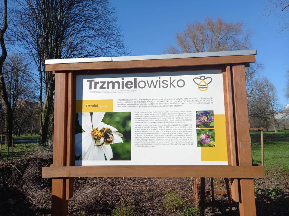 Trzmielowisko w samym centrum Rzeszowa [ZDJECIA] - Zdjęcie główne