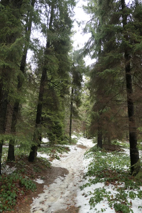 Połonina Wetlińska i Bukowe Berdo w Bieszczadach