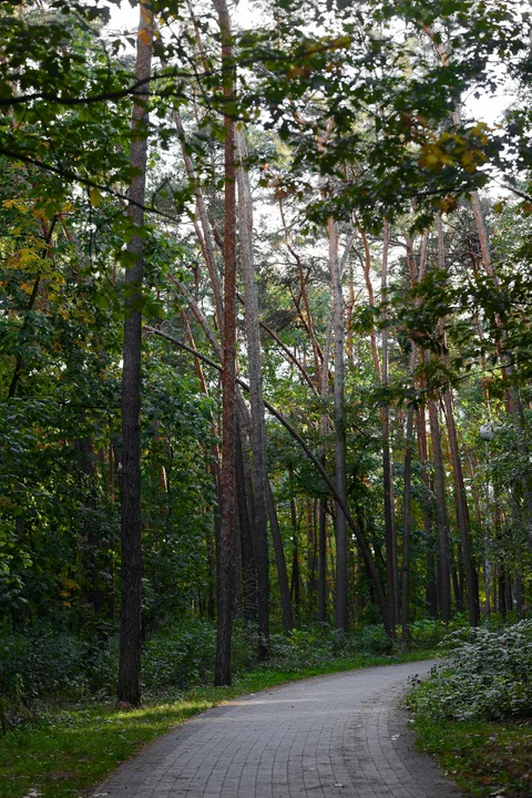 Park przy ul. Kazimierza Wielkiego "Lasek"