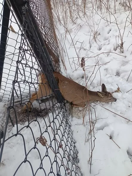Ta sarenka wpadła w niemałe tarapaty!