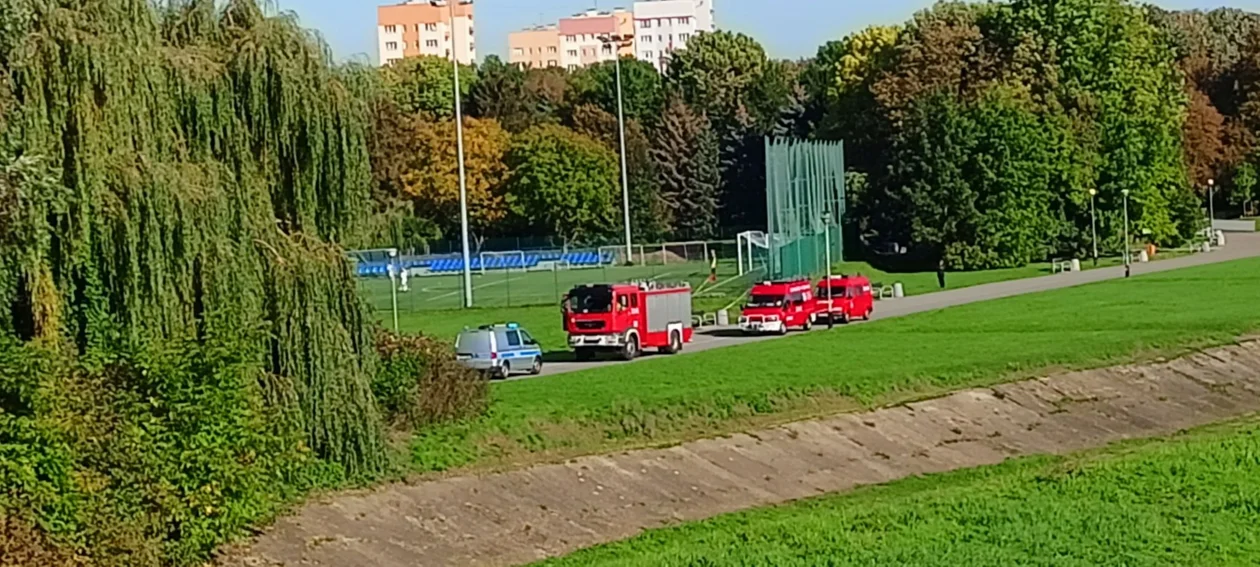 Stado dzików przy stadionie w Rzeszowie